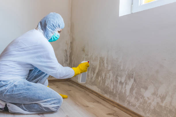 Licensed Black Mold Removal service in Kingsley, MI - WQB Mold Removal
