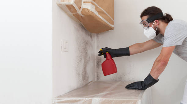 Professional Black Mold Removal technician working in Kingsley, MI