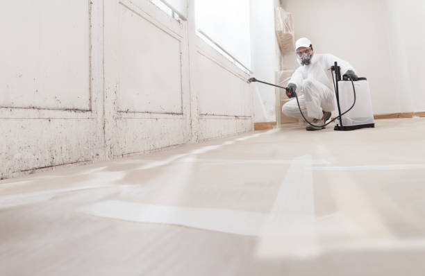 24/7 Emergency Black Mold Removal experts in Kingsley, MI