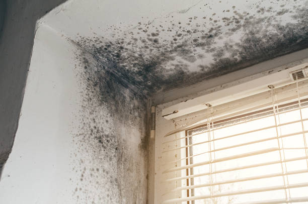 Affordable Black Mold Removal solutions in Kingsley, MI